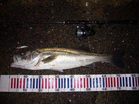 サラシの中でHit!